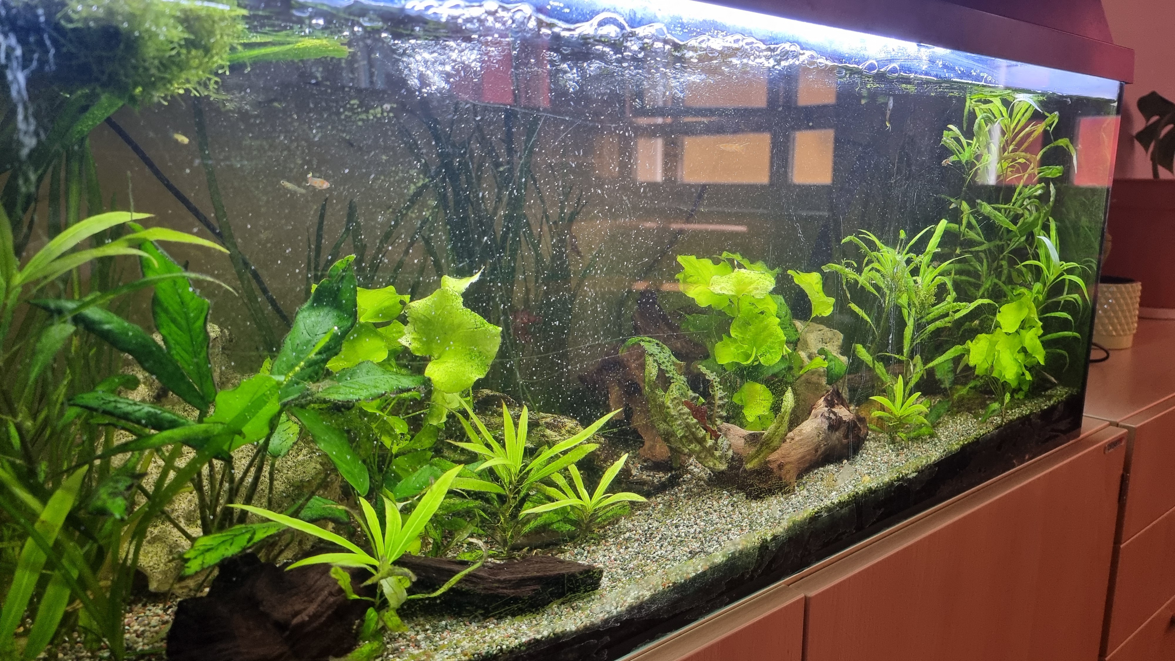 Aquarium