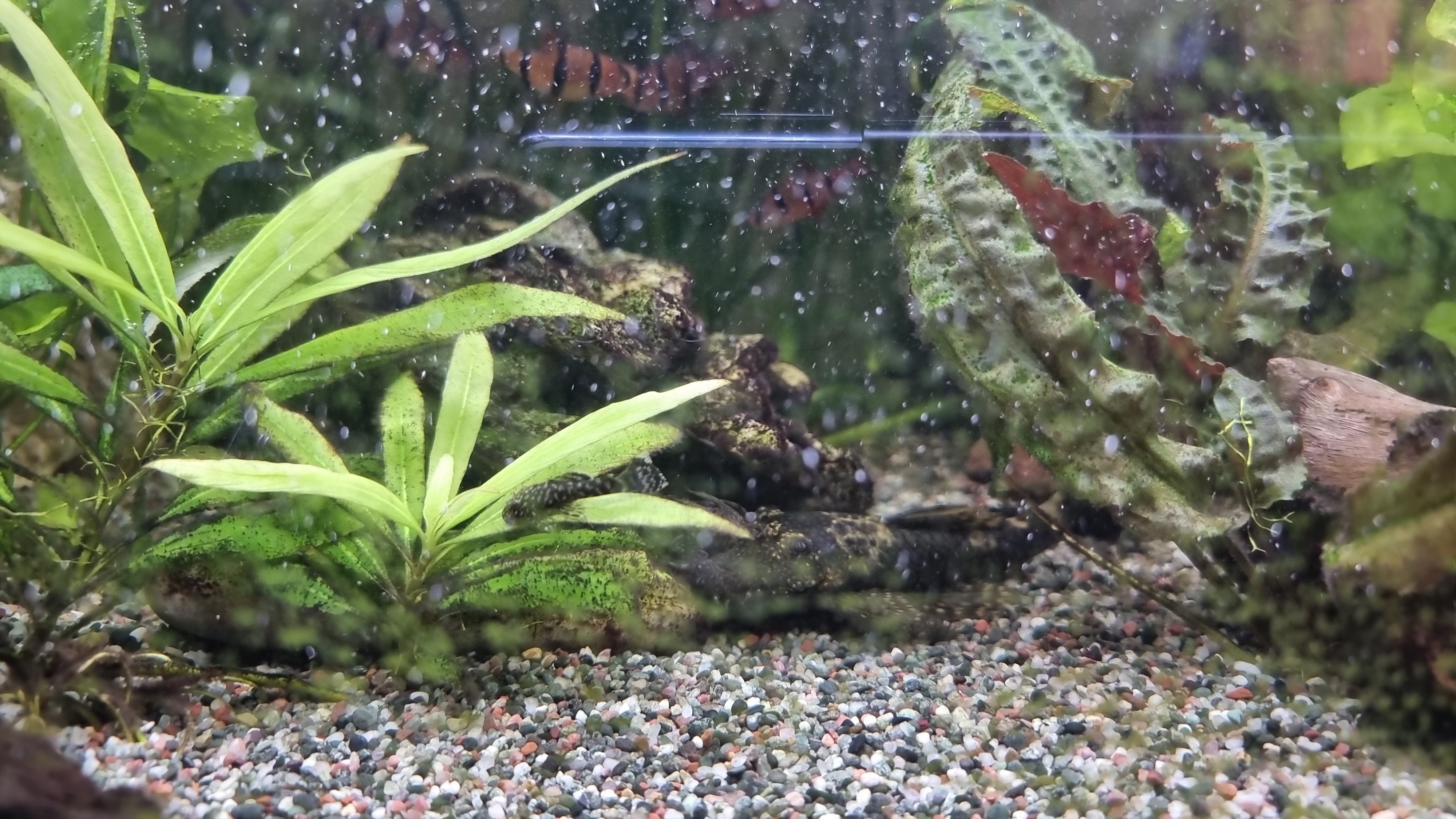 Aquarium 2
